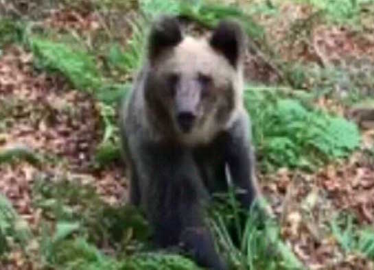 La Fundación Oso Pardo censura la actuación del cazador que grabó al oso en Cosgaya